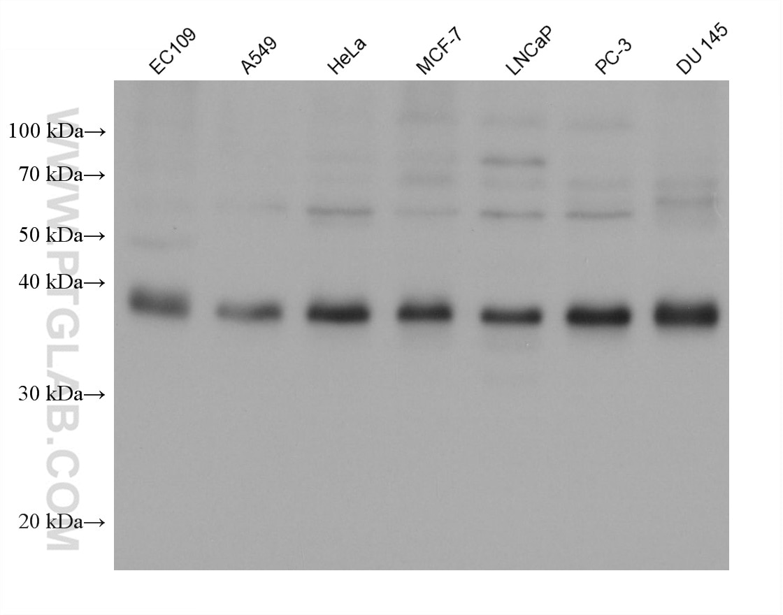 Western Blot (WB) analysis of various lysates using SPDEF Monoclonal antibody (68716-1-Ig)