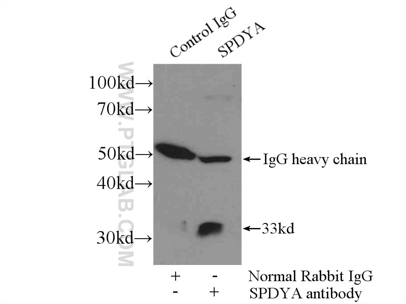 Immunoprecipitation (IP) experiment of mouse testis tissue using SPDYA Polyclonal antibody (17836-1-AP)