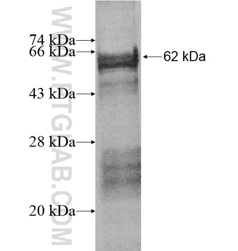 SPDYA fusion protein Ag12041 SDS-PAGE