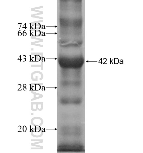 SPDYA fusion protein Ag12218 SDS-PAGE