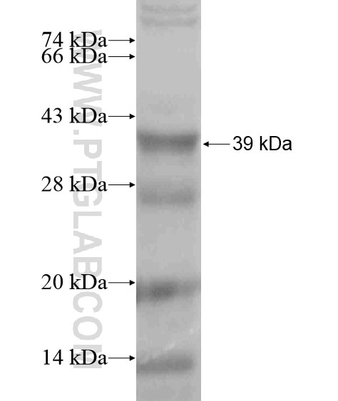 SPDYC fusion protein Ag18754 SDS-PAGE