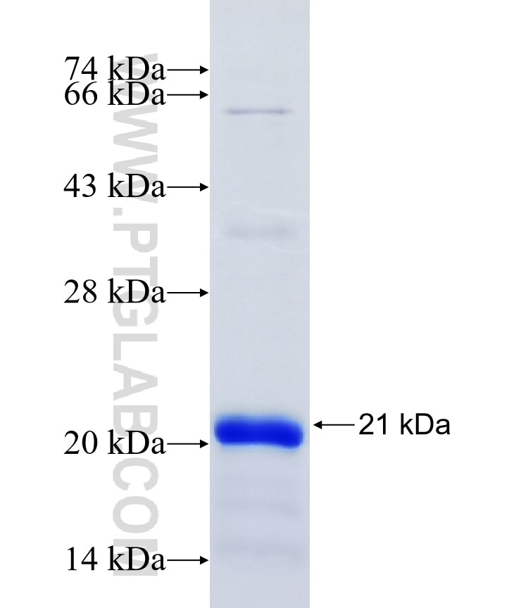 SPEF1 fusion protein Ag23488 SDS-PAGE