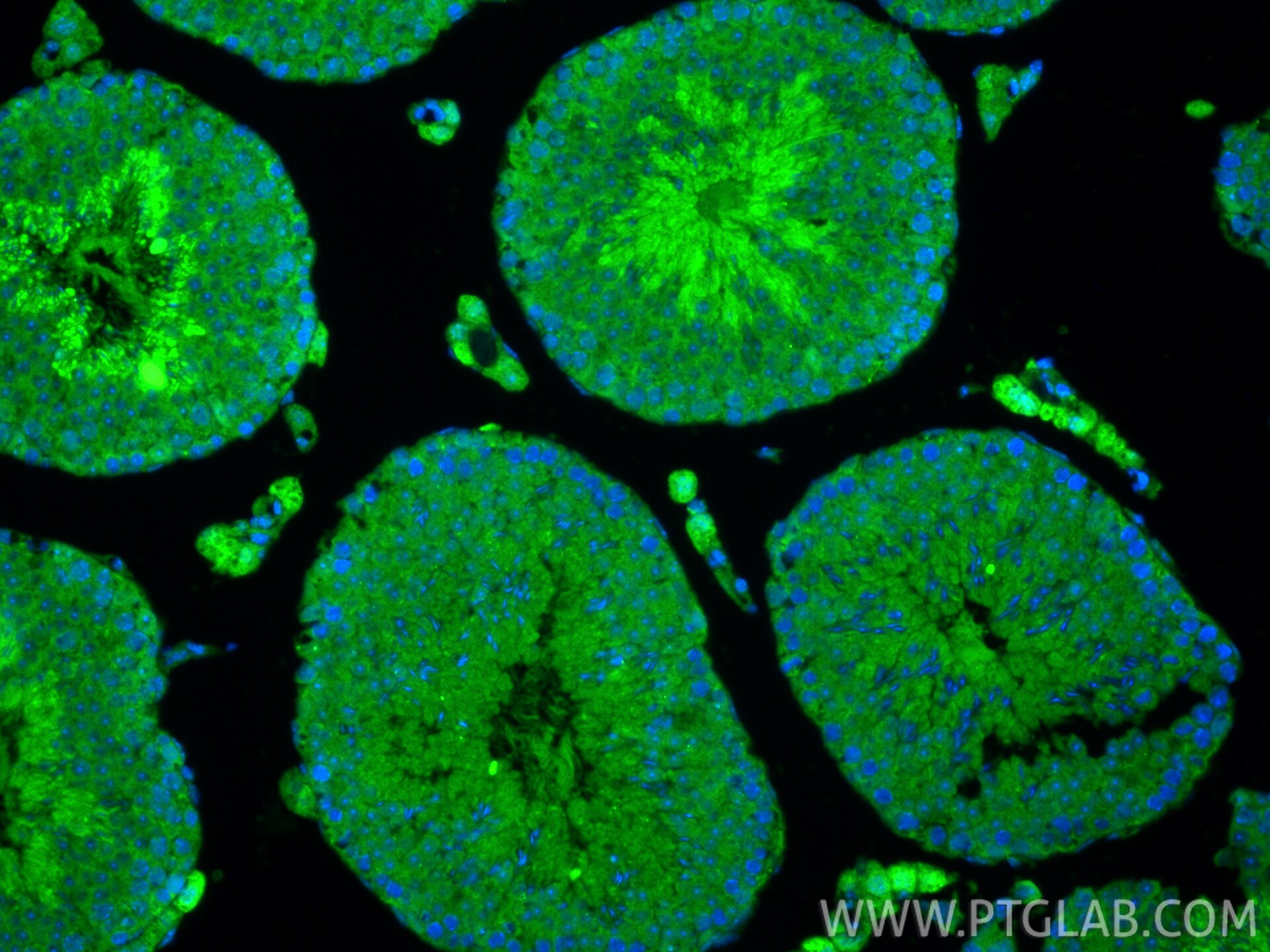 Immunofluorescence (IF) / fluorescent staining of mouse testis tissue using SPEF2 Polyclonal antibody (27989-1-AP)