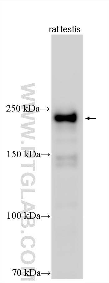 Western Blot (WB) analysis of various lysates using SPEF2 Polyclonal antibody (27989-1-AP)