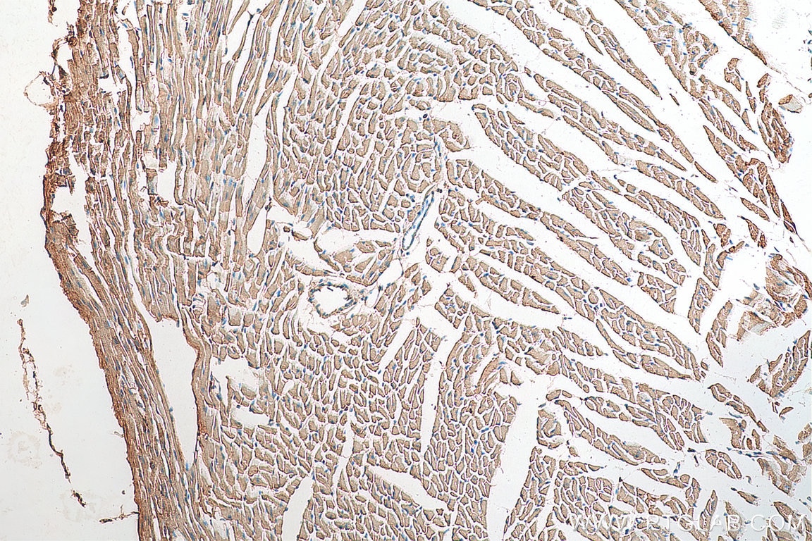 IHC staining of mouse heart using 18716-1-AP