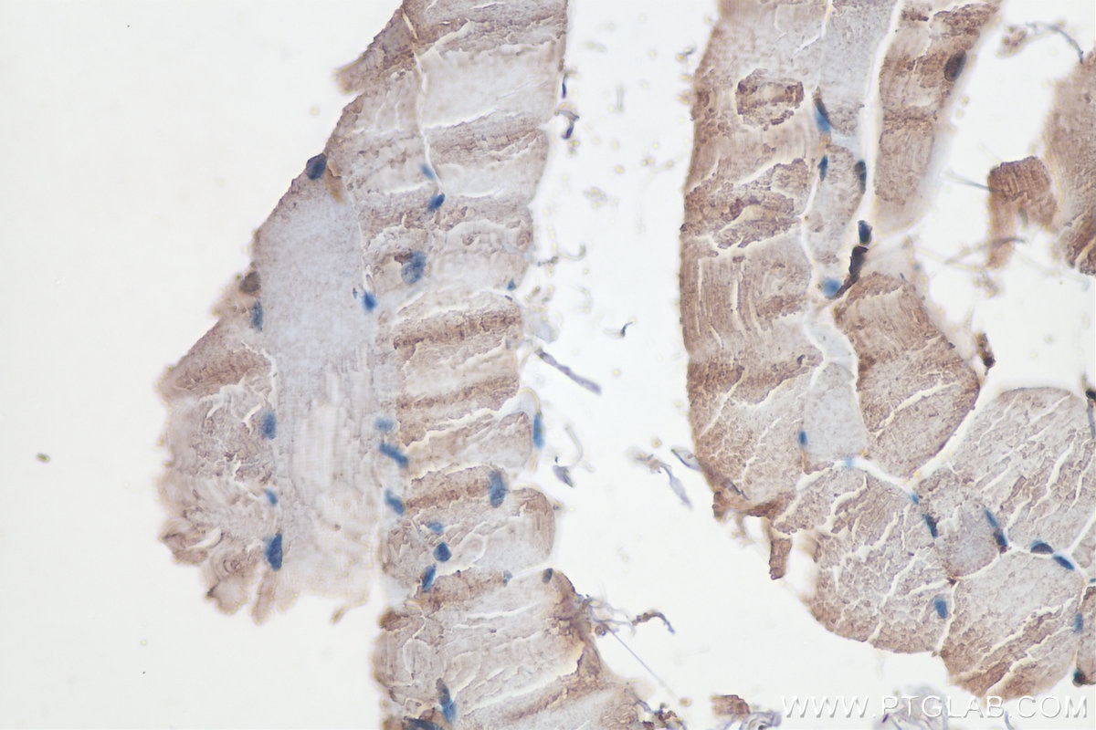 Immunohistochemistry (IHC) staining of mouse skeletal muscle tissue using SPEG Polyclonal antibody (18716-1-AP)