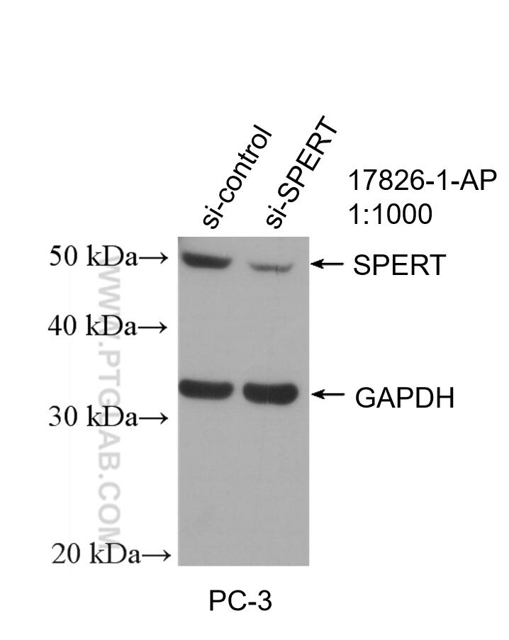 Western Blot (WB) analysis of PC-3 cells using SPERT Polyclonal antibody (17826-1-AP)