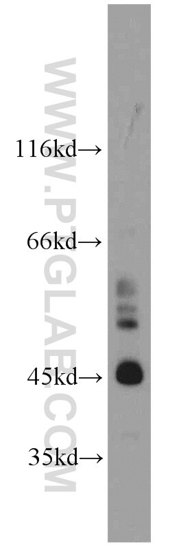 Western Blot (WB) analysis of mouse testis tissue using SPERT Polyclonal antibody (17826-1-AP)