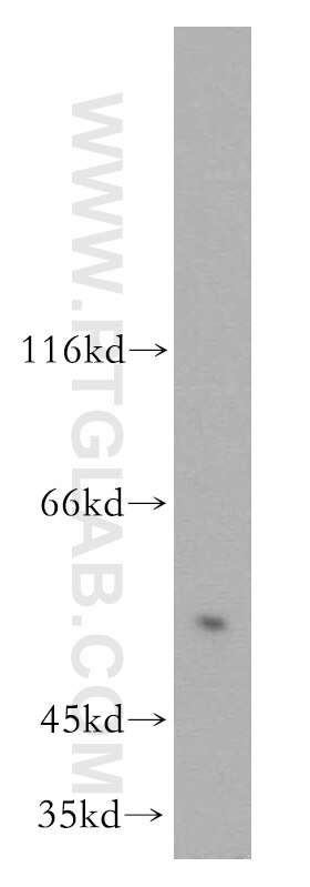 Western Blot (WB) analysis of mouse spermatophore tissue using SPERT Polyclonal antibody (17826-1-AP)