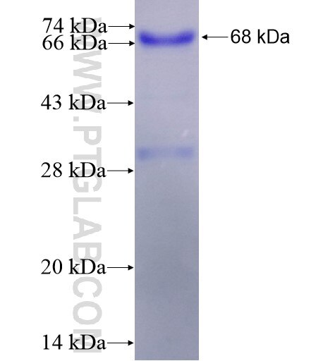 SPERT fusion protein Ag12200 SDS-PAGE