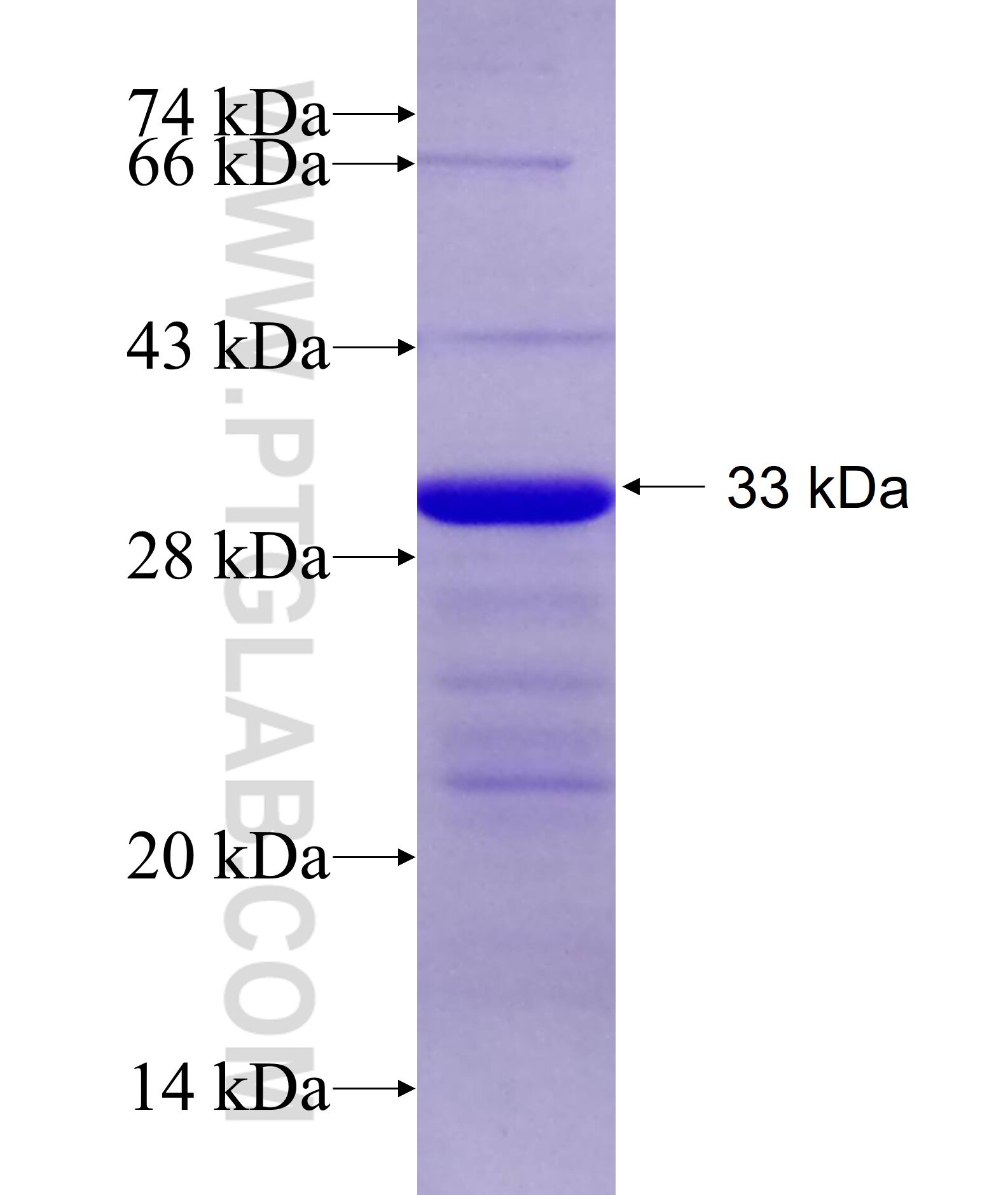 SPESP1 fusion protein Ag27729 SDS-PAGE
