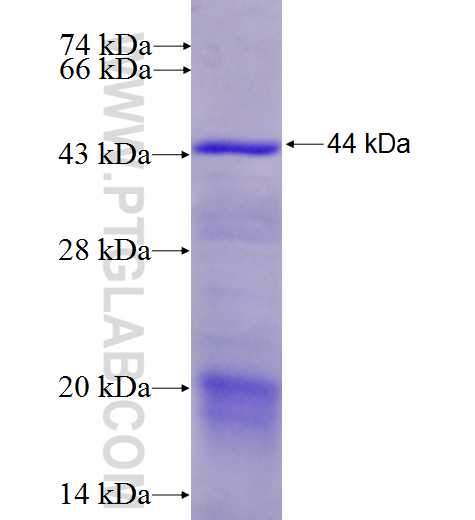 SPG11 fusion protein Ag9716 SDS-PAGE