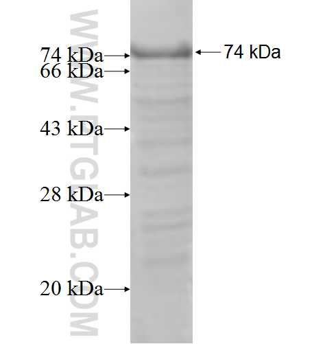 Spartin, SPG20 fusion protein Ag4815 SDS-PAGE