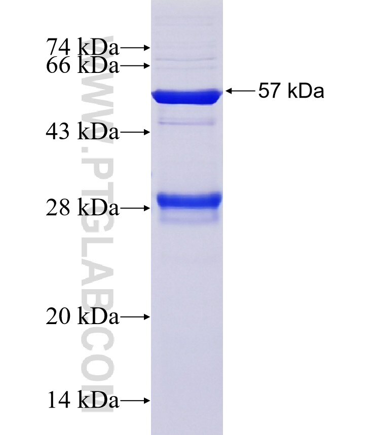SPG21 fusion protein Ag13851 SDS-PAGE