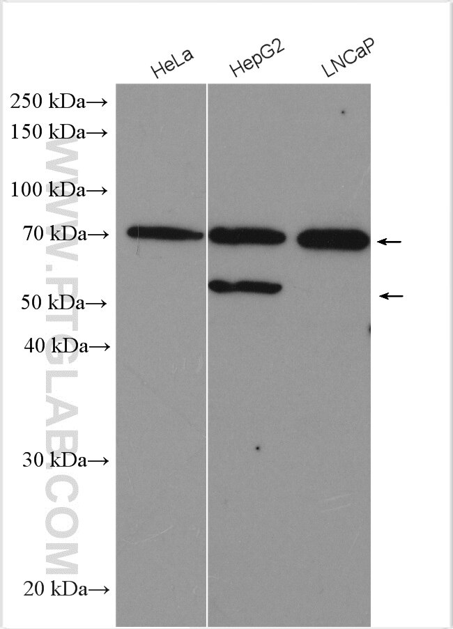 WB analysis using 27801-1-AP