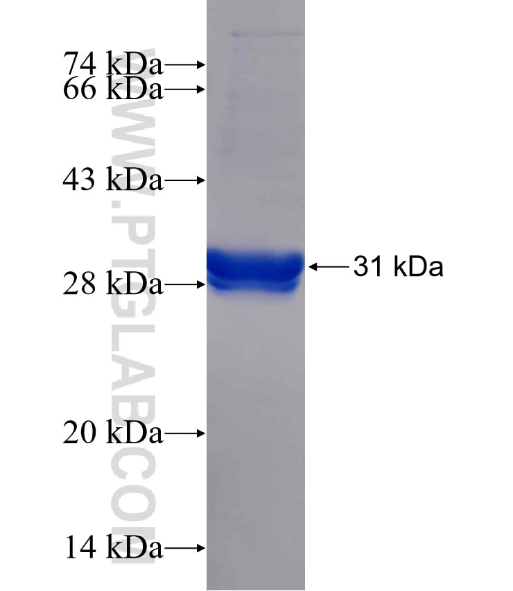 SPG7 fusion protein Ag26265 SDS-PAGE