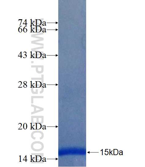 SPG7 fusion protein Ag26316 SDS-PAGE
