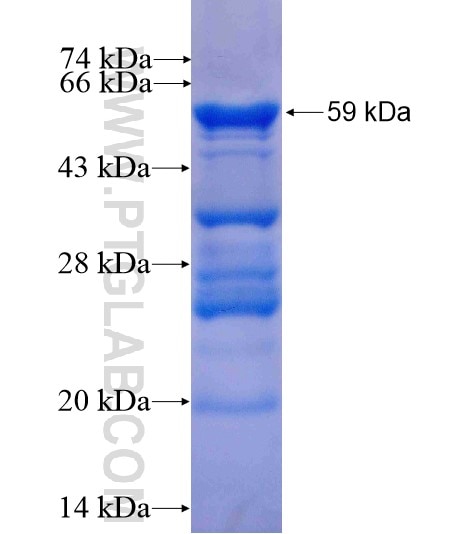 SPG7 fusion protein Ag13130 SDS-PAGE