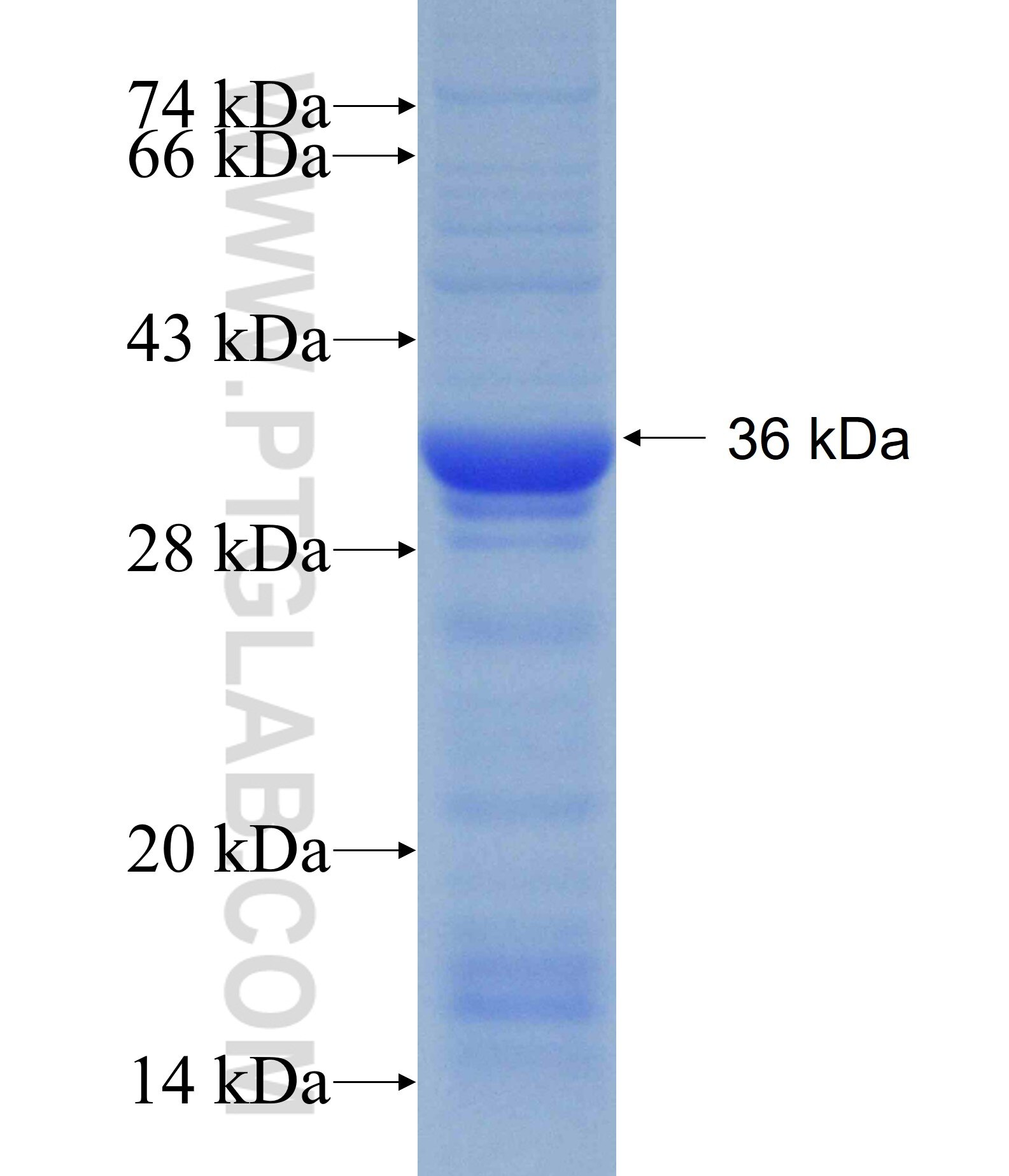 SPHK1 fusion protein Ag28391 SDS-PAGE