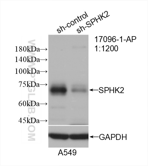 Western Blot (WB) analysis of A549 cells using SPHK2 Polyclonal antibody (17096-1-AP)