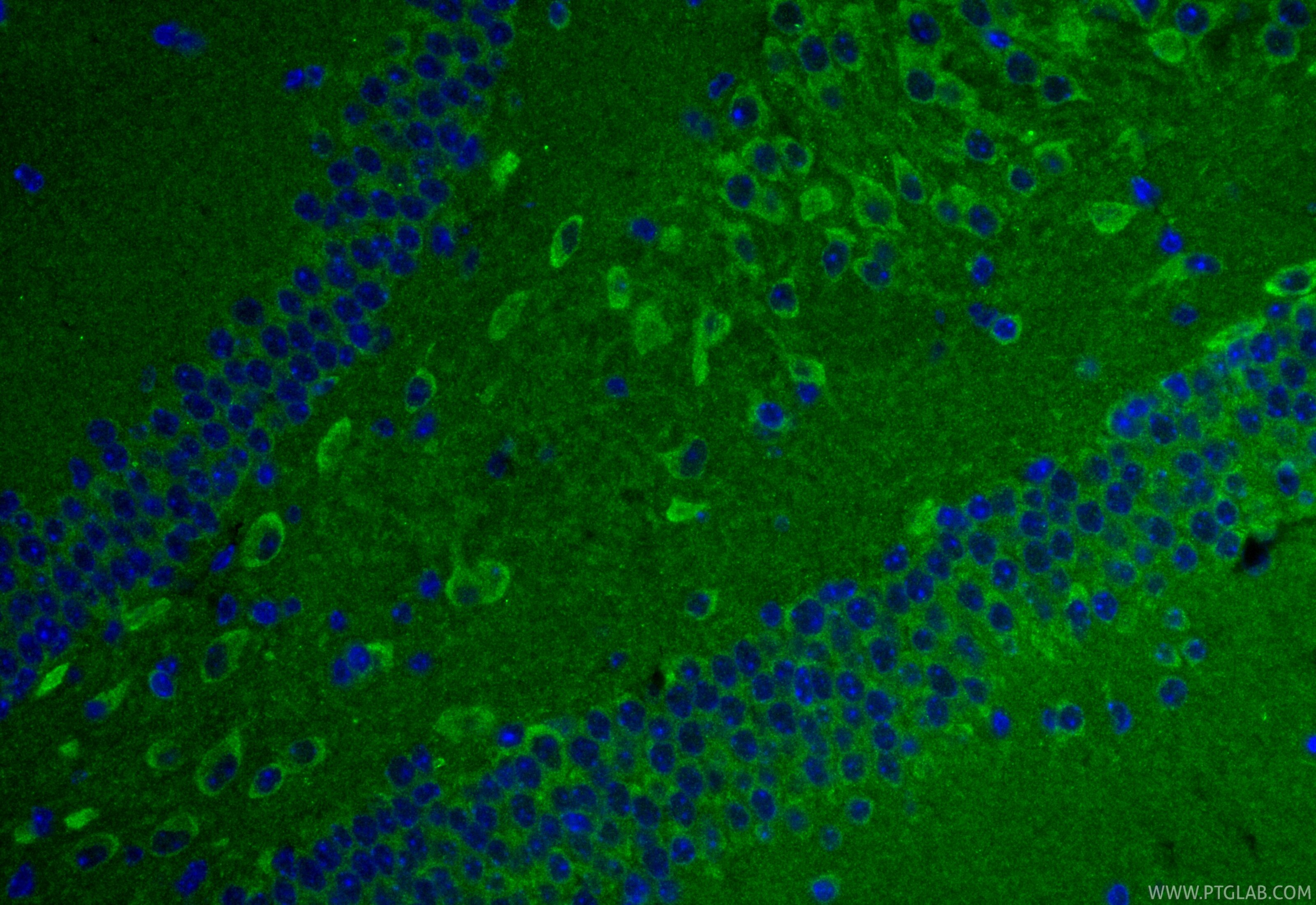 Immunofluorescence (IF) / fluorescent staining of mouse brain tissue using SPHK2 Monoclonal antibody (68871-4-Ig)
