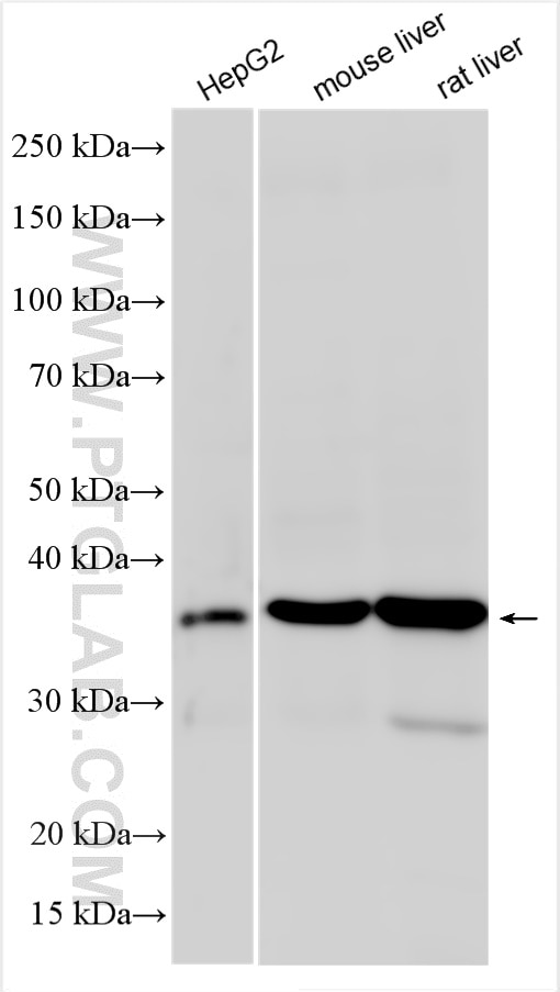 Western Blot (WB) analysis of various lysates using SPI1 Polyclonal antibody (55100-1-AP)