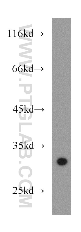 Western Blot (WB) analysis of RAW264.7 using SPI1 Polyclonal antibody (55100-1-AP)