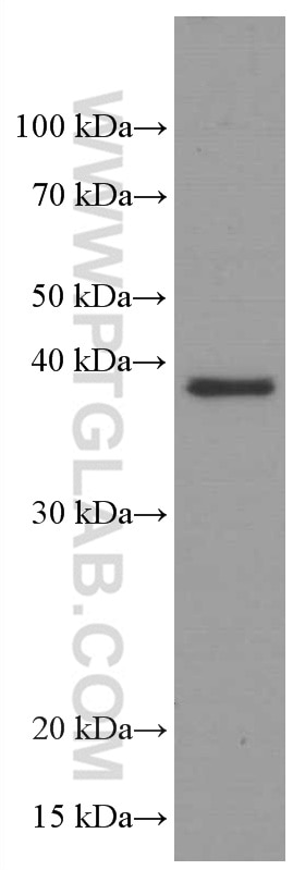 Western Blot (WB) analysis of Raji cells using SPI1 Monoclonal antibody (66618-2-Ig)