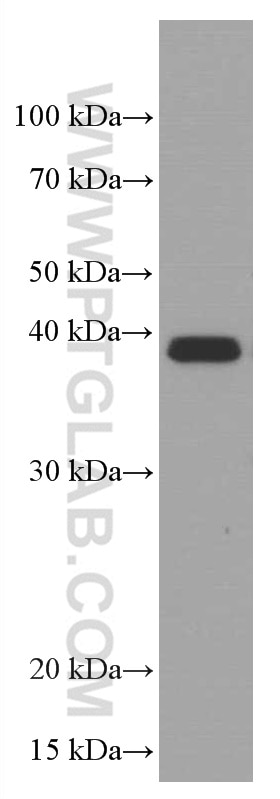 Western Blot (WB) analysis of Daudi cells using SPI1 Monoclonal antibody (66618-2-Ig)