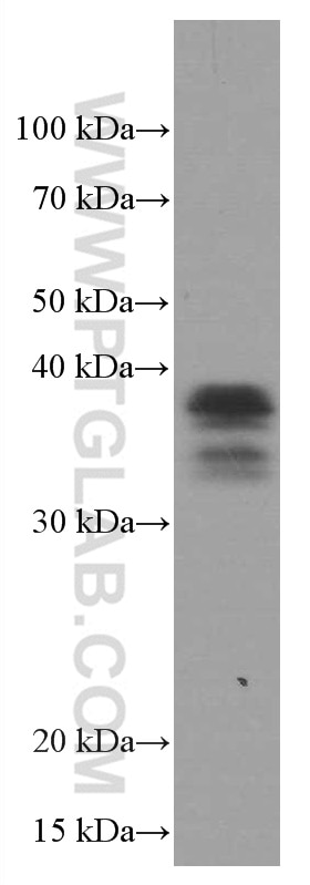 Western Blot (WB) analysis of RAW 264.7 cells using SPI1 Monoclonal antibody (66618-2-Ig)