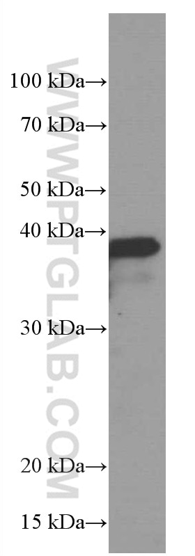 Western Blot (WB) analysis of rat spleen tissue using SPI1 Monoclonal antibody (66618-2-Ig)