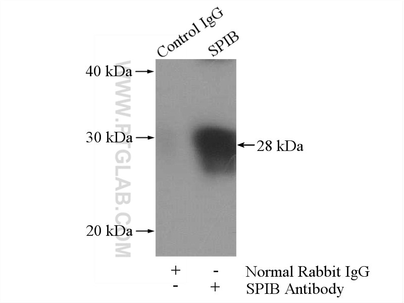 Immunoprecipitation (IP) experiment of L02 cells using SPIB Polyclonal antibody (15768-1-AP)
