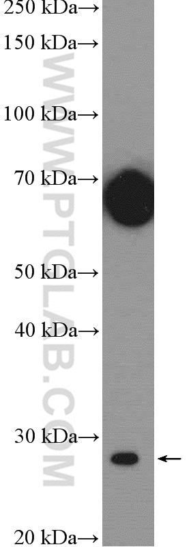 Western Blot (WB) analysis of L02 cells using SPIB Polyclonal antibody (15768-1-AP)