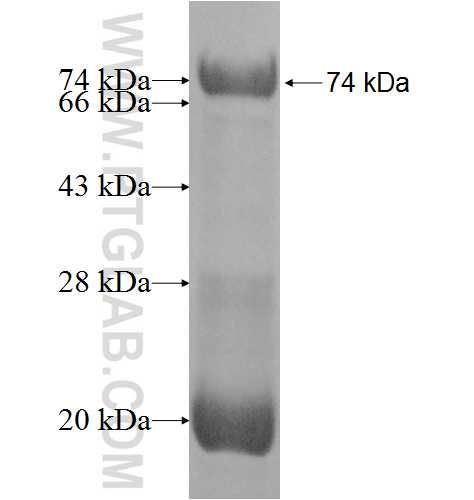 SPIB fusion protein Ag8404 SDS-PAGE