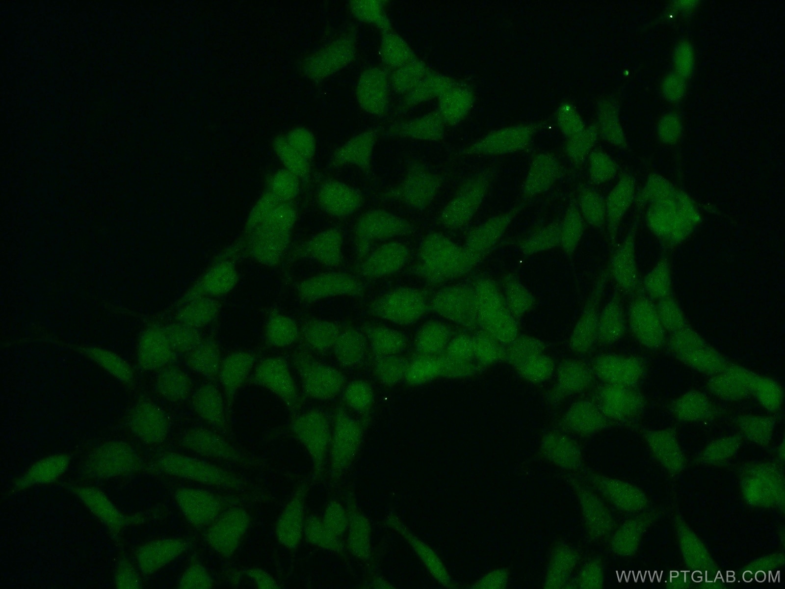 Immunofluorescence (IF) / fluorescent staining of HEK-293 cells using SPIN1 Polyclonal antibody (12105-1-AP)