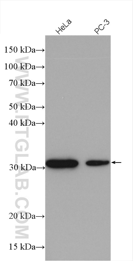 Western Blot (WB) analysis of various lysates using SPIN1 Polyclonal antibody (12105-1-AP)