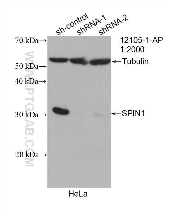 Western Blot (WB) analysis of HeLa cells using SPIN1 Polyclonal antibody (12105-1-AP)
