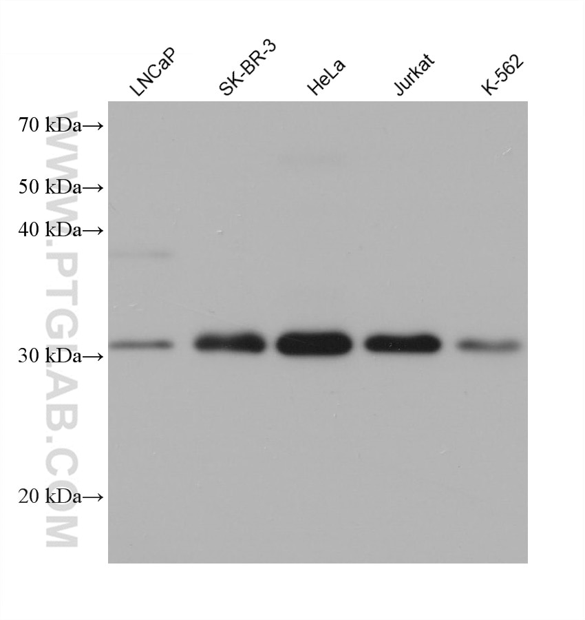 Western Blot (WB) analysis of various lysates using SPIN1 Monoclonal antibody (68615-1-Ig)