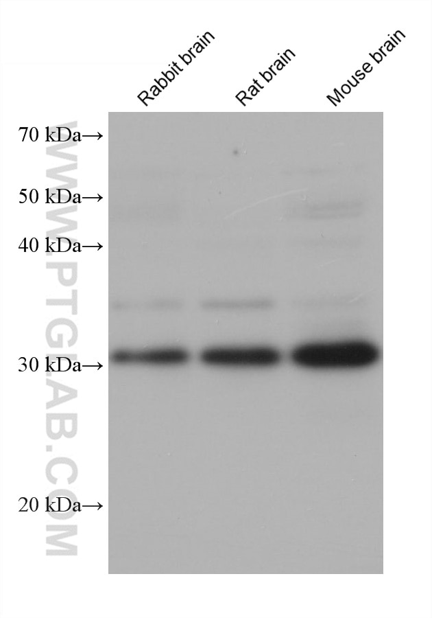 Western Blot (WB) analysis of various lysates using SPIN1 Monoclonal antibody (68615-1-Ig)