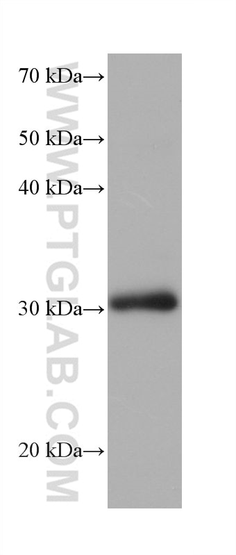 Western Blot (WB) analysis of NCCIT cells using SPIN1 Monoclonal antibody (68615-1-Ig)