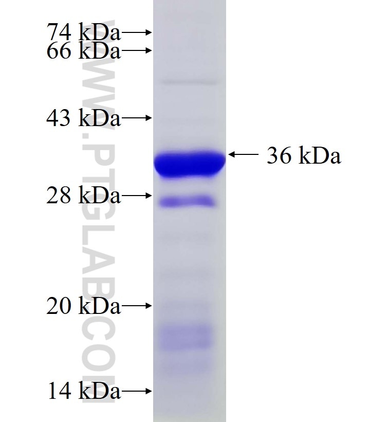 SPIN1 fusion protein Ag33686 SDS-PAGE