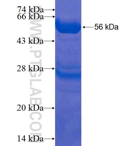 SPIN1 fusion protein Ag2750 SDS-PAGE