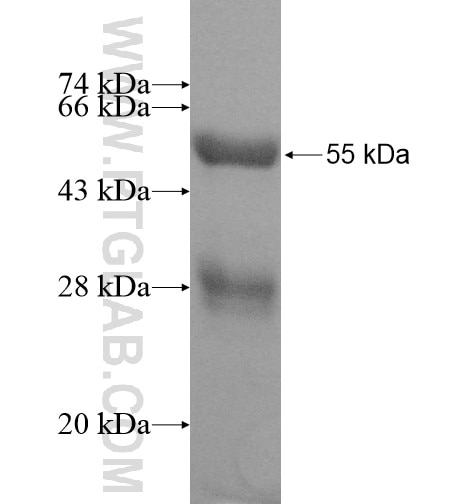 SPIN2A fusion protein Ag11822 SDS-PAGE
