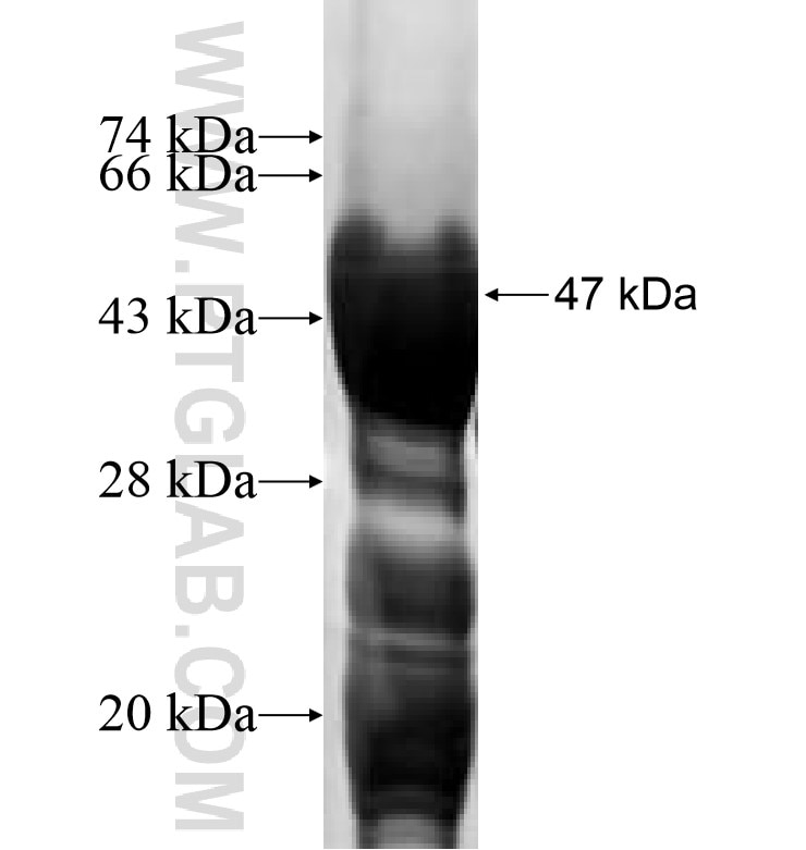 SPIN2B fusion protein Ag0157 SDS-PAGE