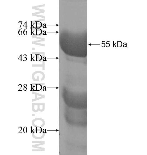 SPIN2B fusion protein Ag10185 SDS-PAGE