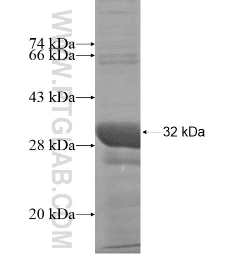 SPIN2B fusion protein Ag10314 SDS-PAGE