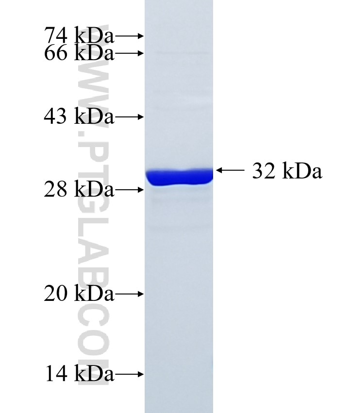 SPIN4 fusion protein Ag16484 SDS-PAGE