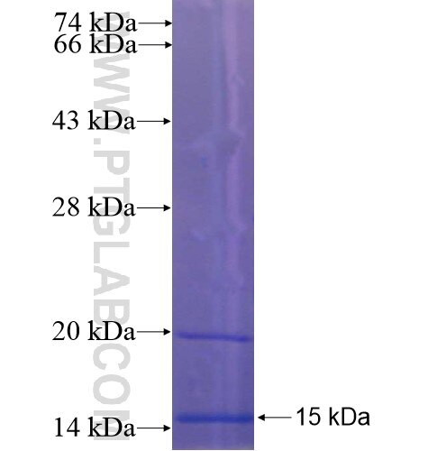 SPINK2 fusion protein Ag13642 SDS-PAGE