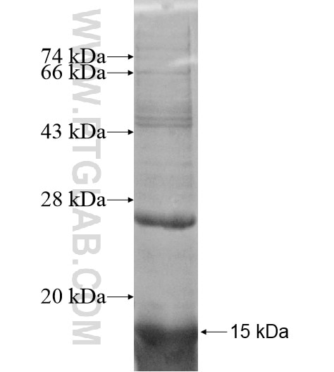 SPINK6 fusion protein Ag11417 SDS-PAGE