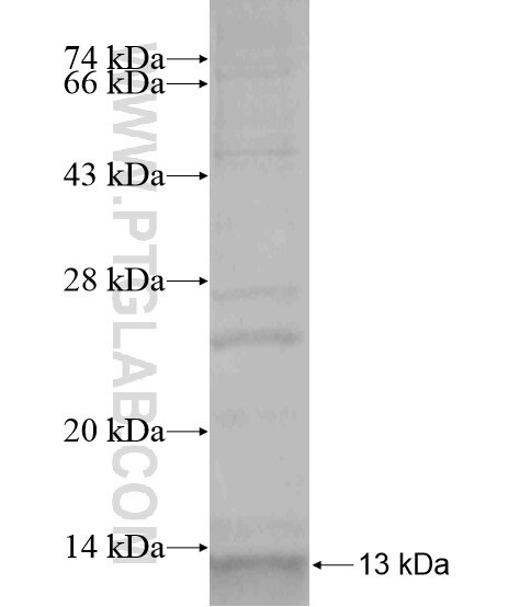 SPINK9 fusion protein Ag19924 SDS-PAGE